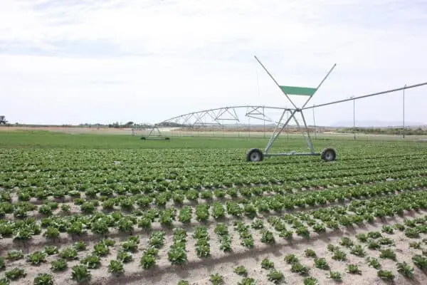 cabbage field with sprayer
